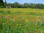 Reisebericht Ostseebad Wustrow - Blumenwiese