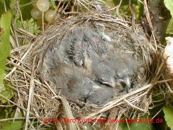Vogelnest in der Johannisbeere