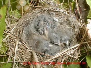 Vogelnest in der Johannisbeere